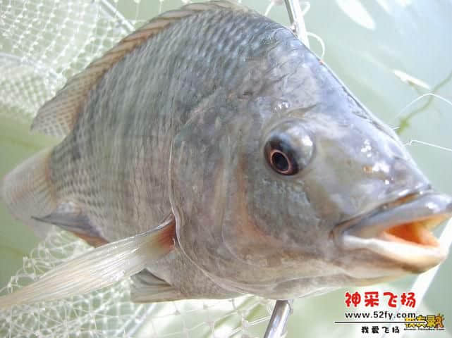 尖嘴非.jpg