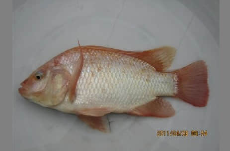 彩虹雕.jpg