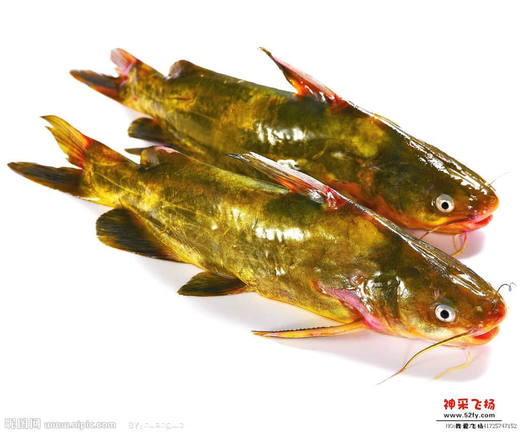 黄骨鱼.jpg