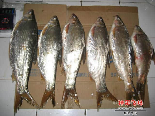 大黄尾.jpg