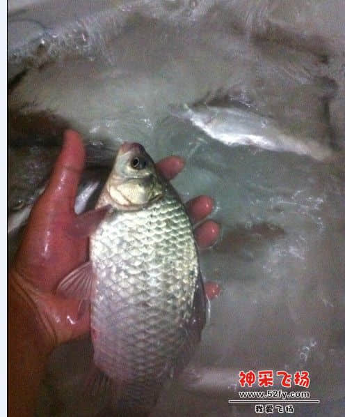 夏湾拿.jpg