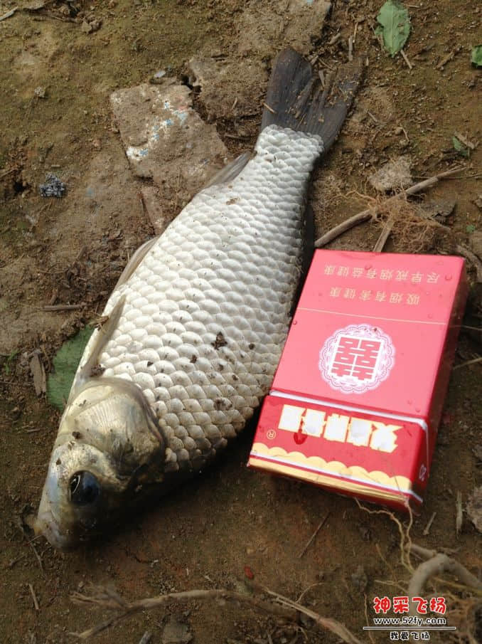从化钓鱼人俱乐部QQ群：15140103