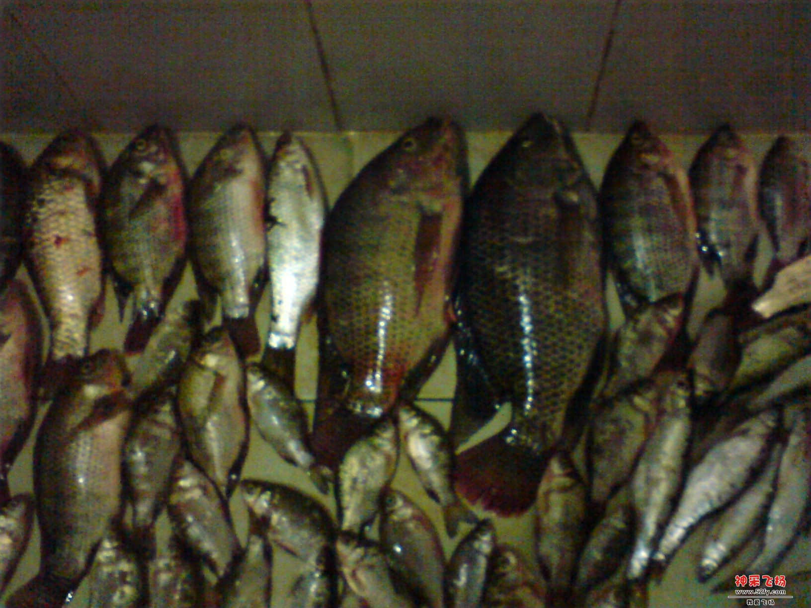 DSC00442.JPG