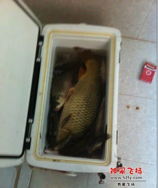 大鲤鱼.jpg
