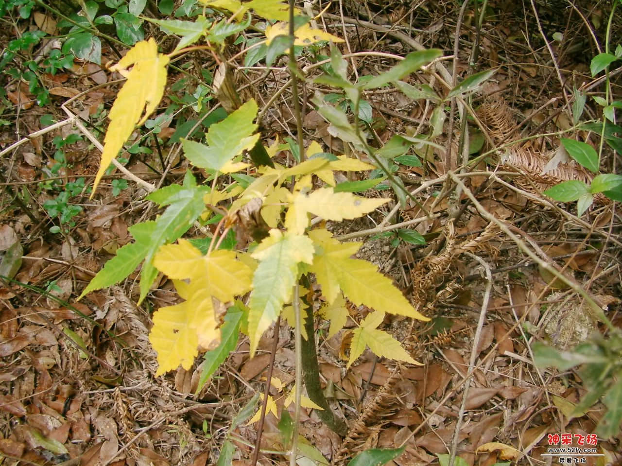 FILE0081.JPG
