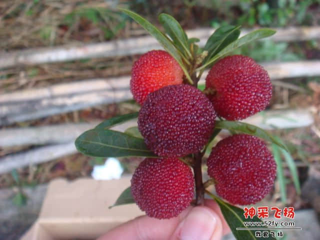 psbCAE6R24G.jpg