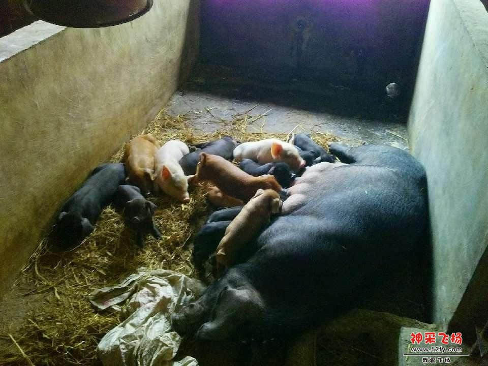 猪肉档3.jpg