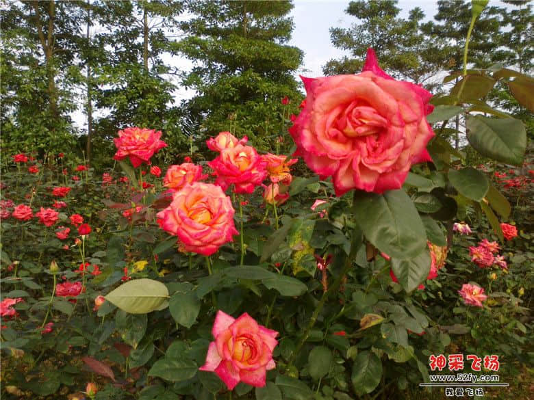 20130511067.jpg