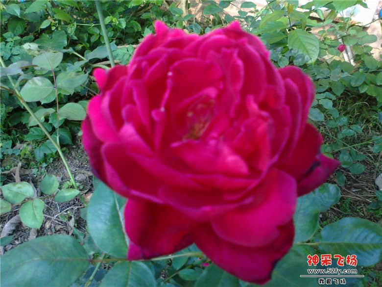 20130511132.jpg