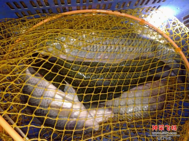 鱼获 328.jpg