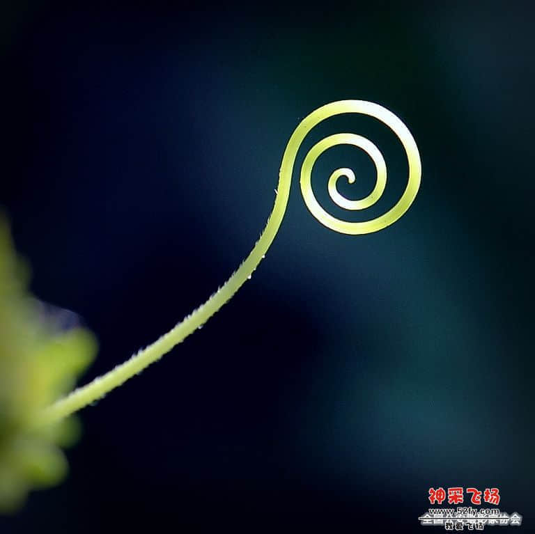 _CSS8731.jpg