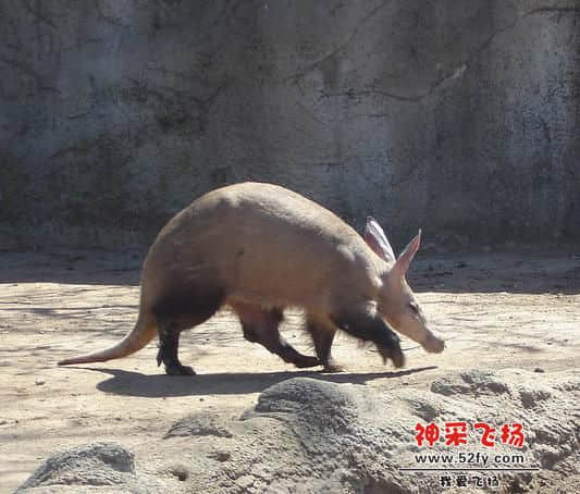 Porc_formiguer[2].JPG
