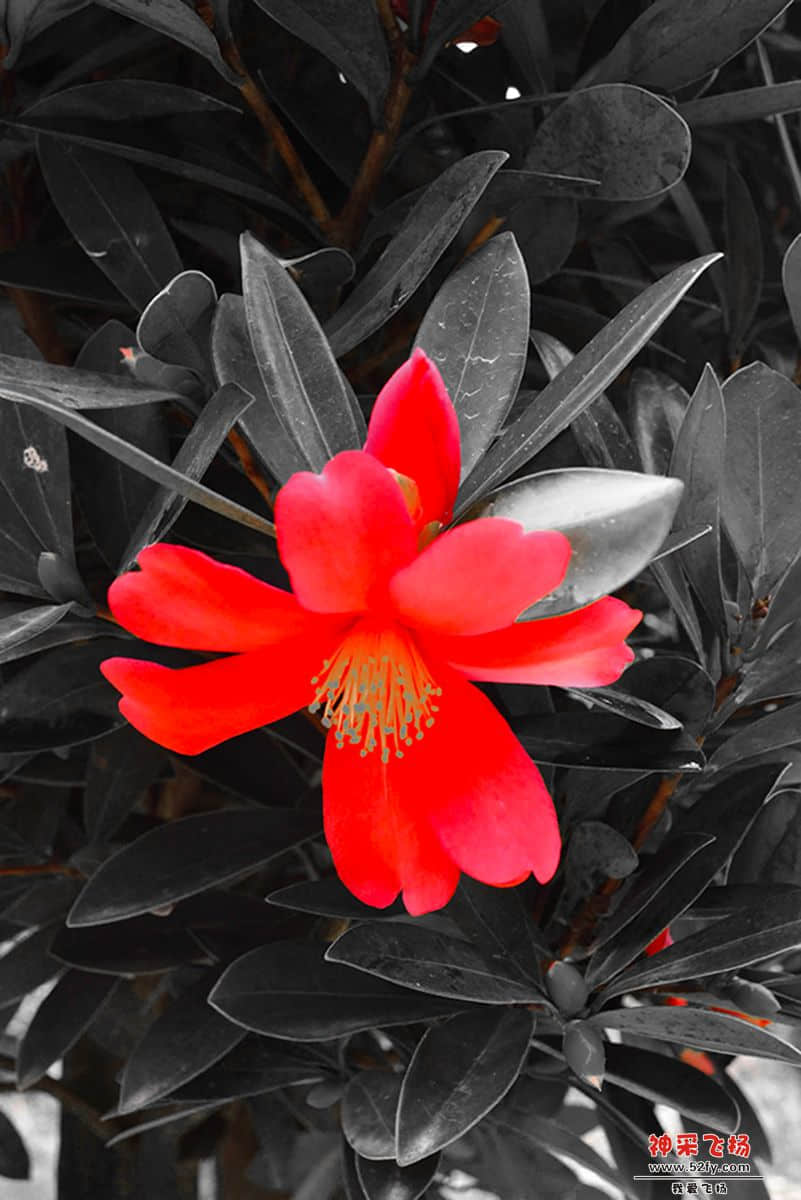 DSC_0092v.jpg