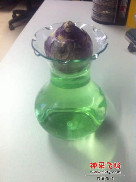 20131107风信子.jpg