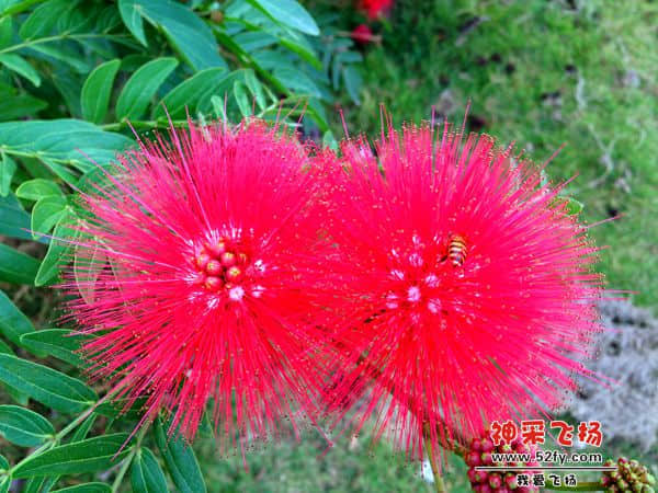 蜜蜂花丛.jpg