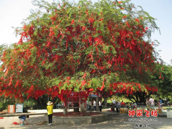 许愿树.jpg