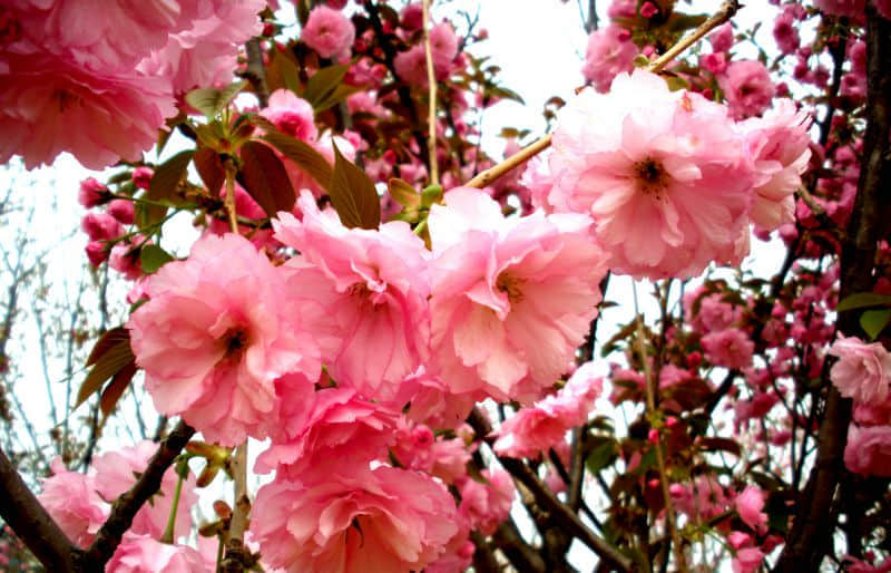 DSCN7146.JPG