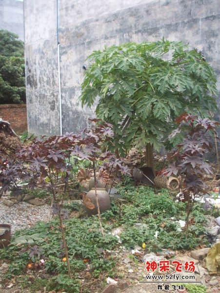 紫枫叶还是什么植物树？.JPG