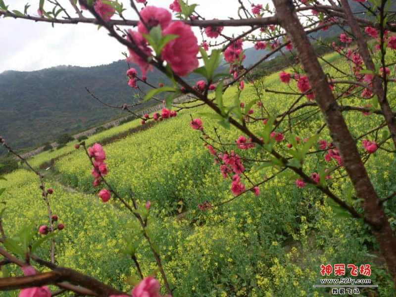 宣星运动谷的油菜花