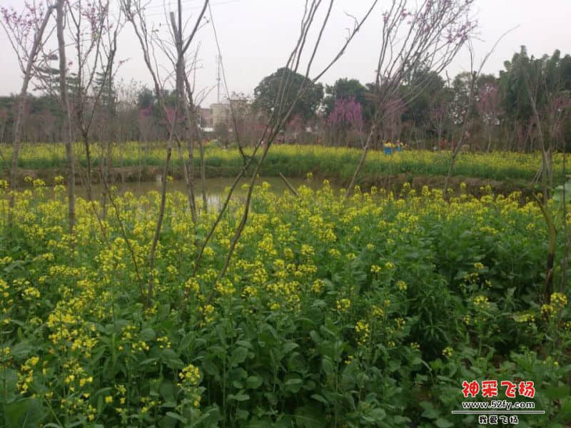 玫瑰园的油菜花