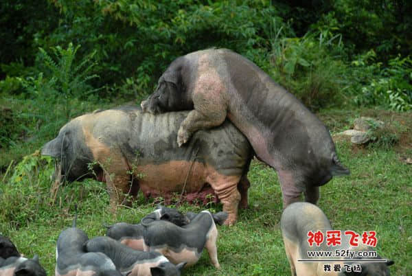 自然交配