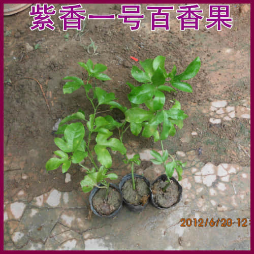 2013312173839641.jpg