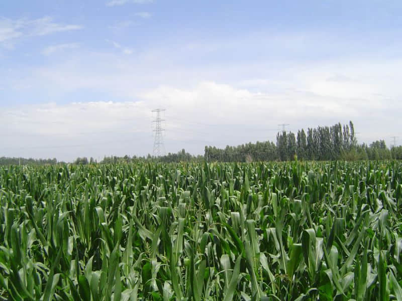 DSC00515_副本.jpg