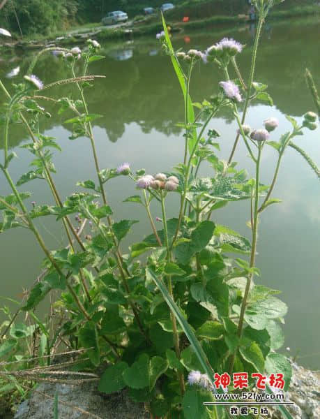 治疗蚁咬良药
