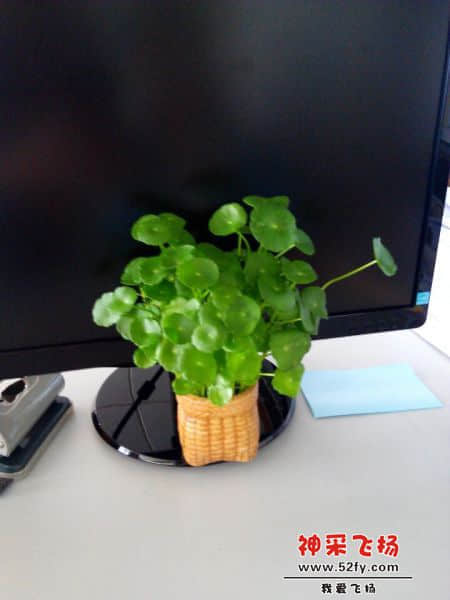 铜钱草20141009084101.jpg