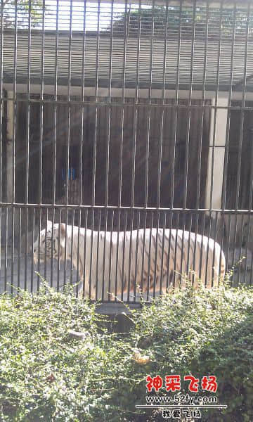 白老虎.jpg
