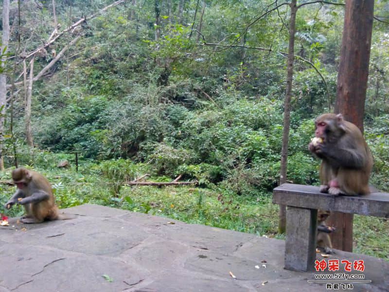 张家界猴子2.jpg