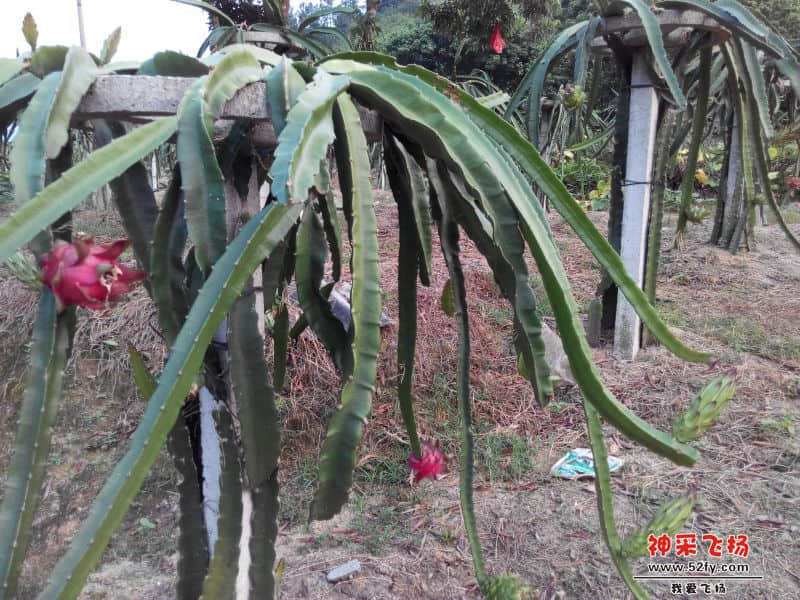 火龙果.jpg