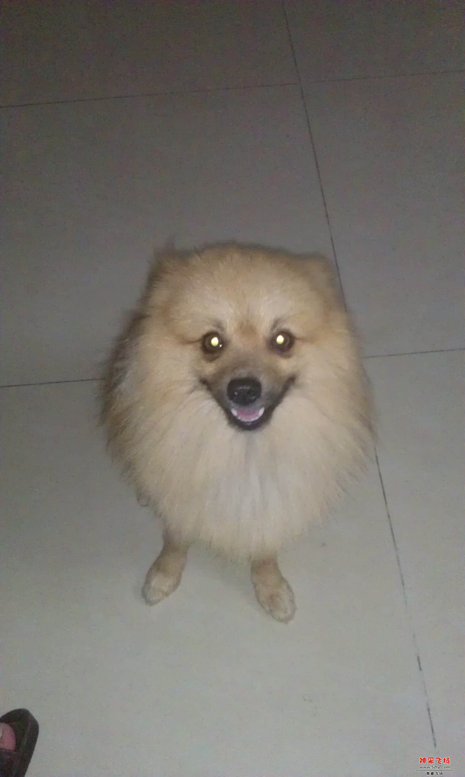 狗狗3.jpg