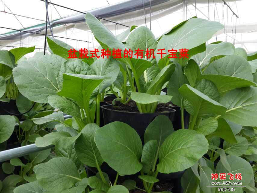 mmexport1417399844690副本.jpg