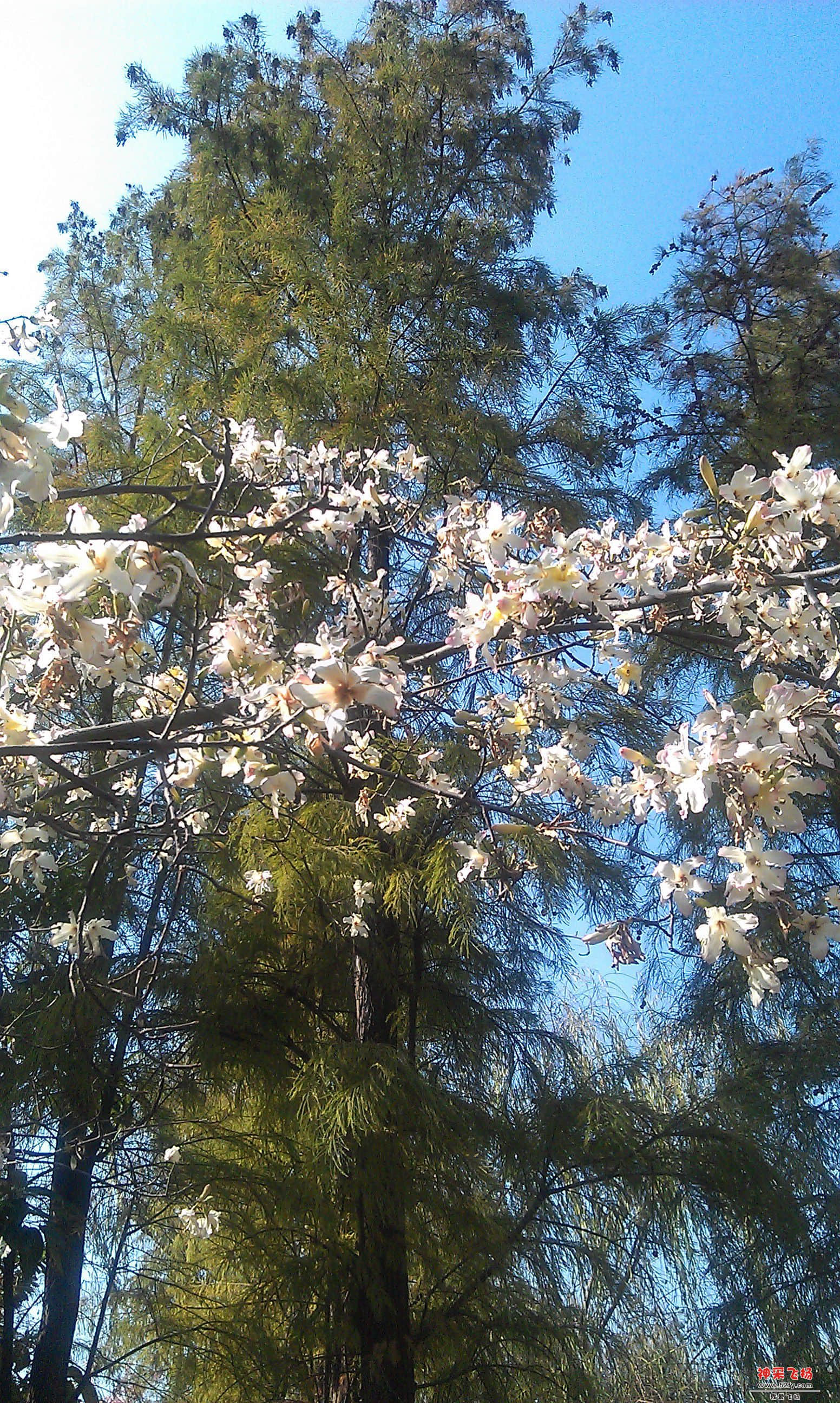 IMAG0006.jpg