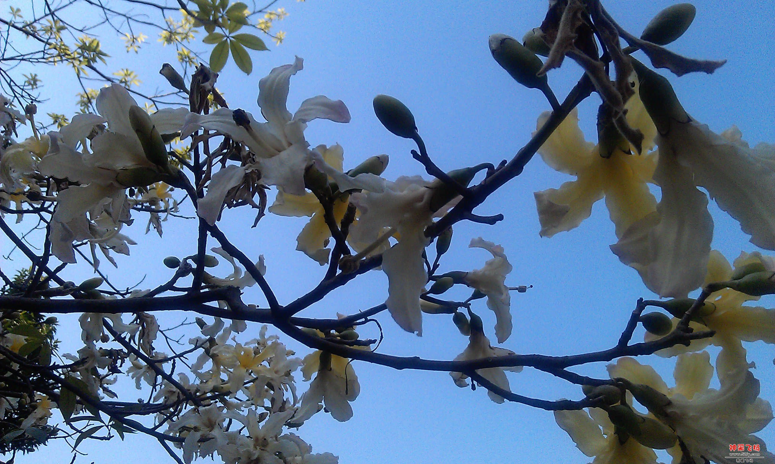 IMAG0016.jpg