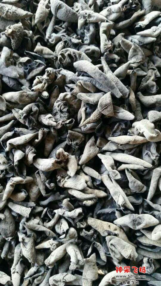 秋木耳