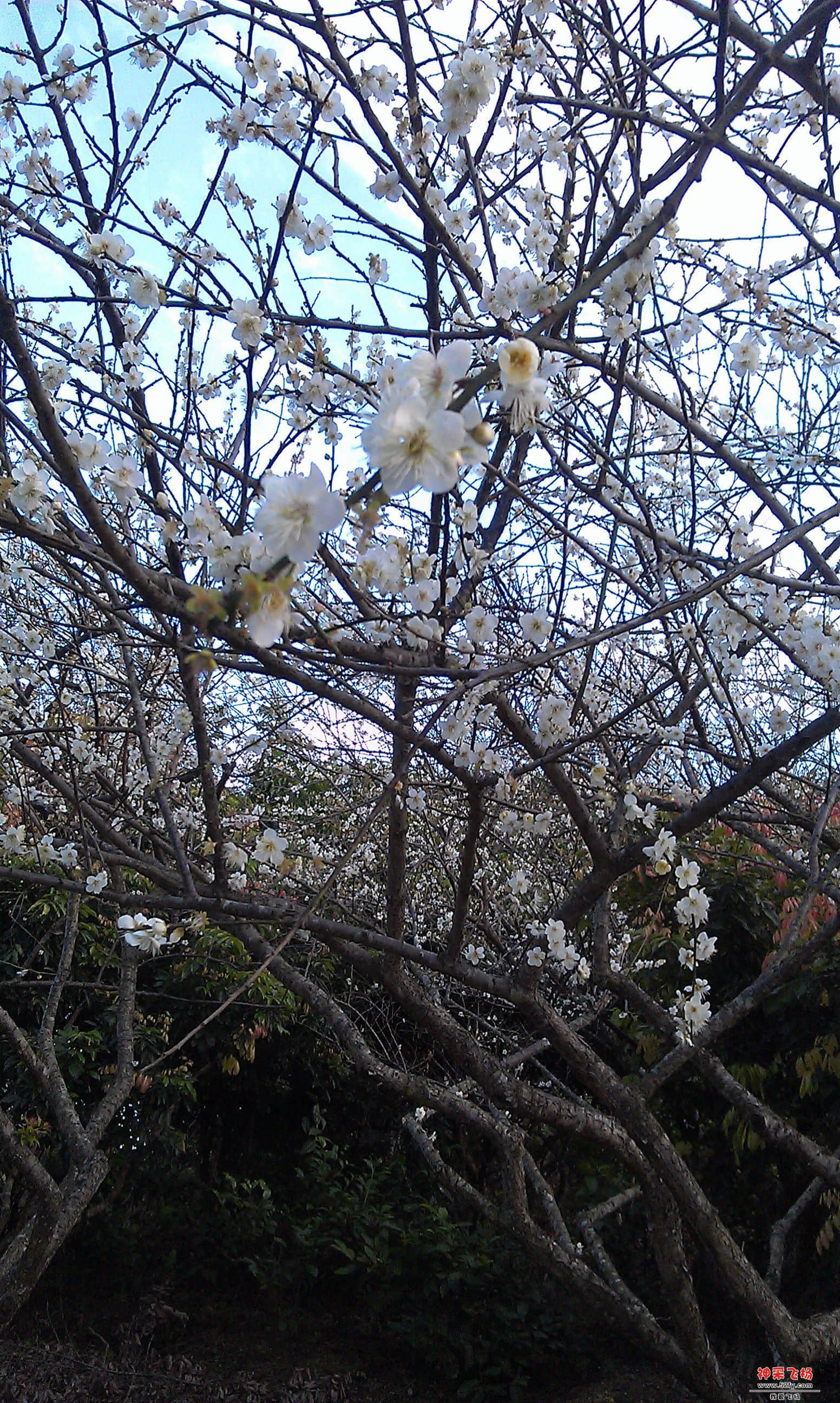 IMAG0008.jpg