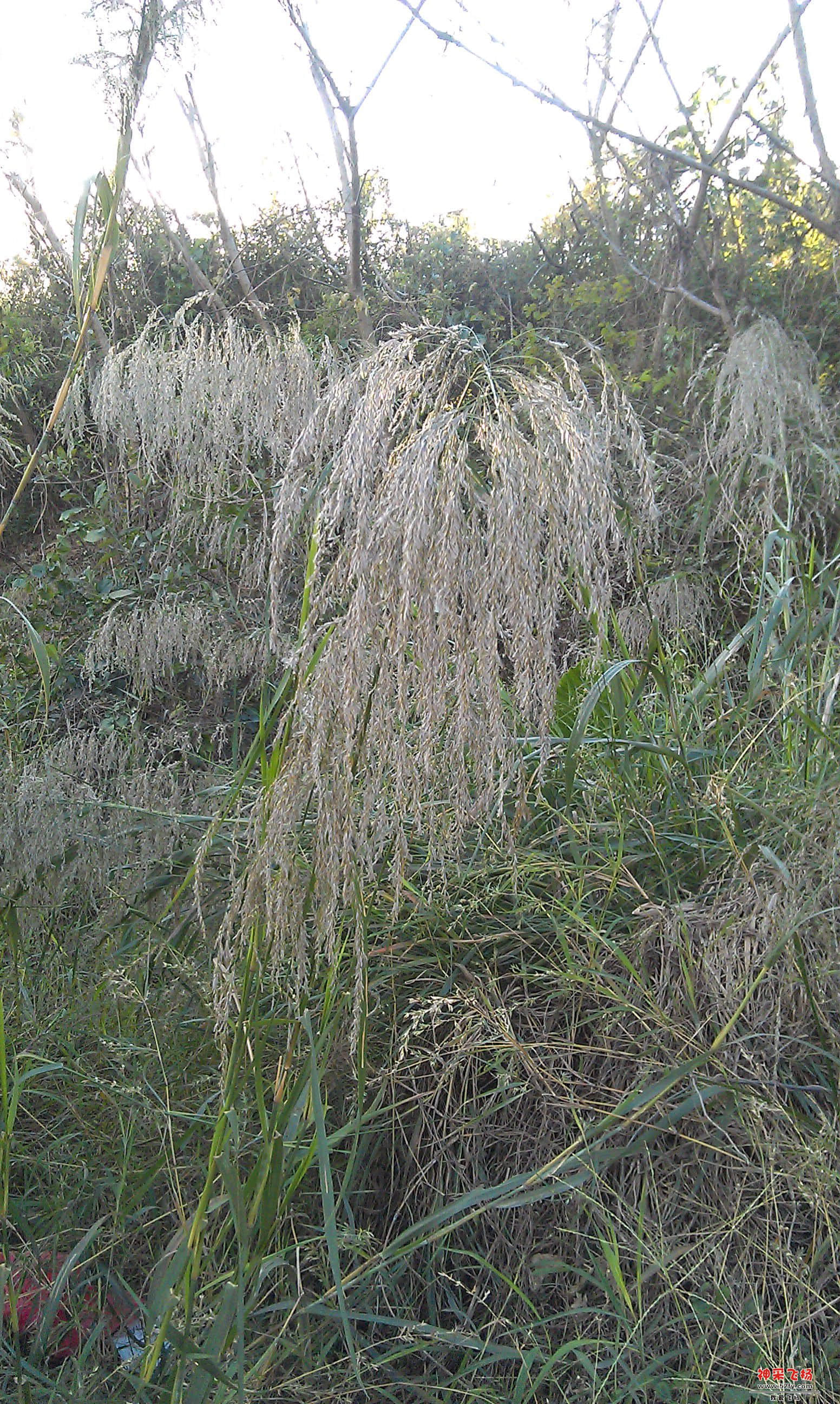 IMAG0078.jpg