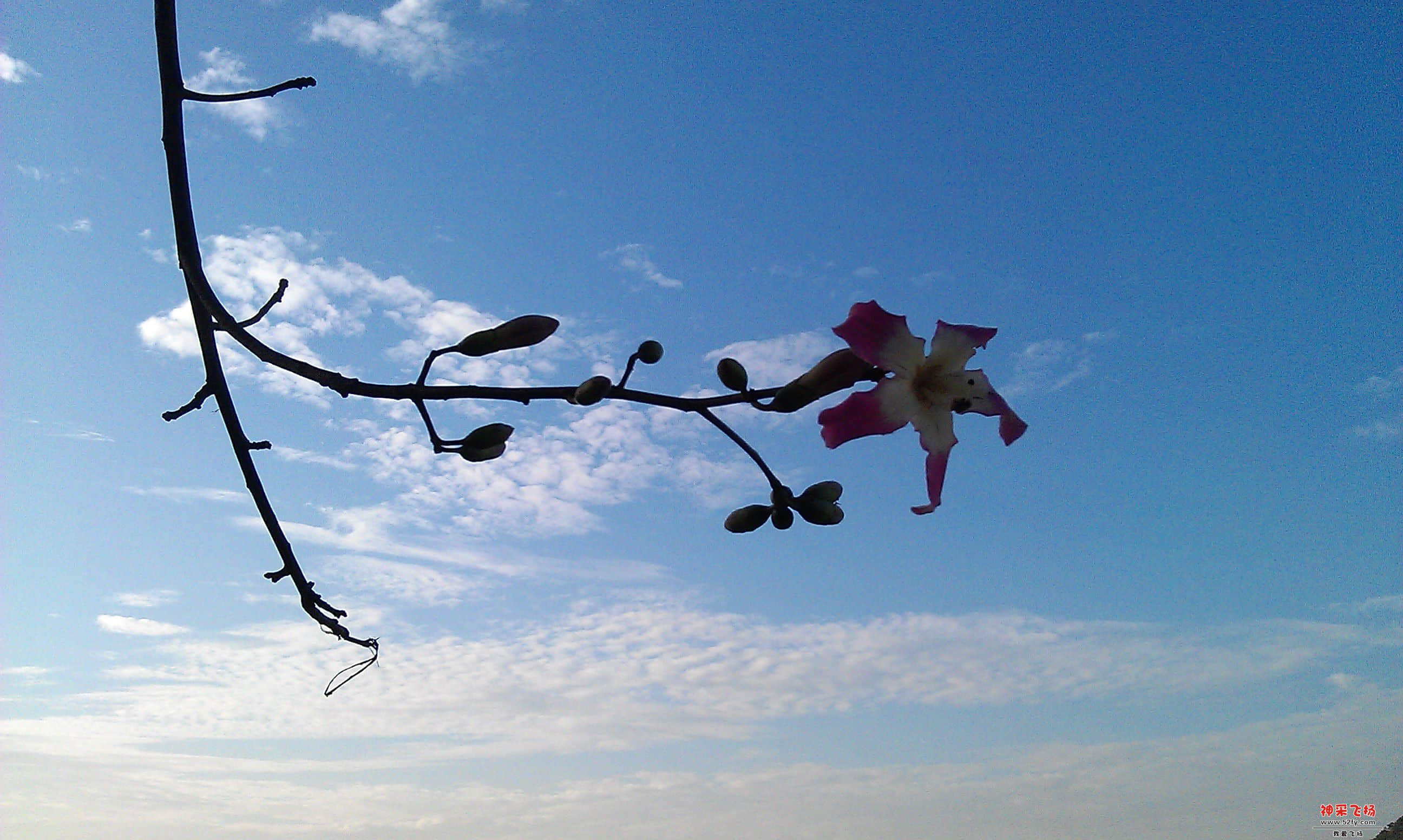 IMAG0081.jpg