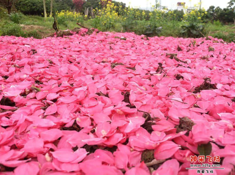 从化桃花