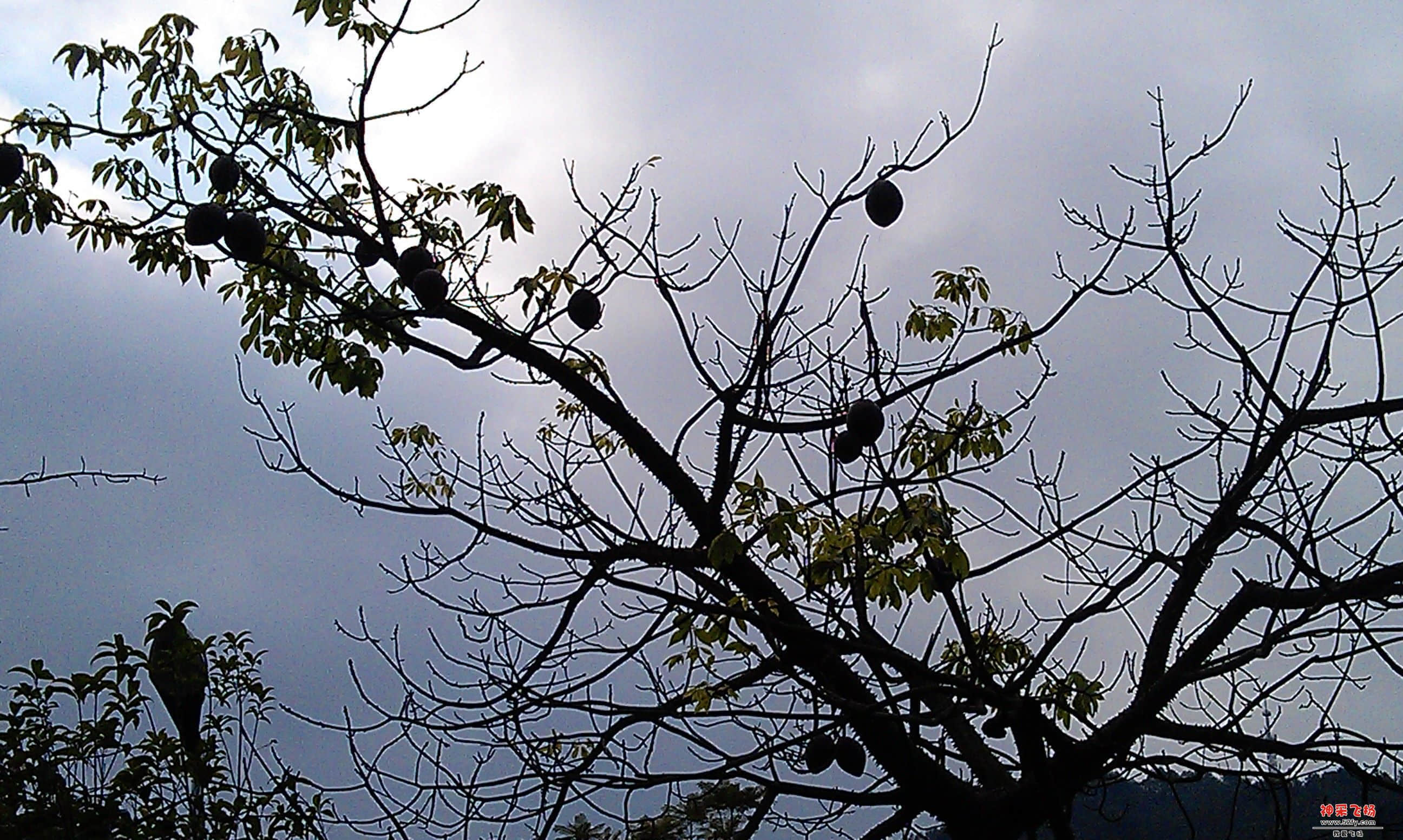 IMAG0013.jpg