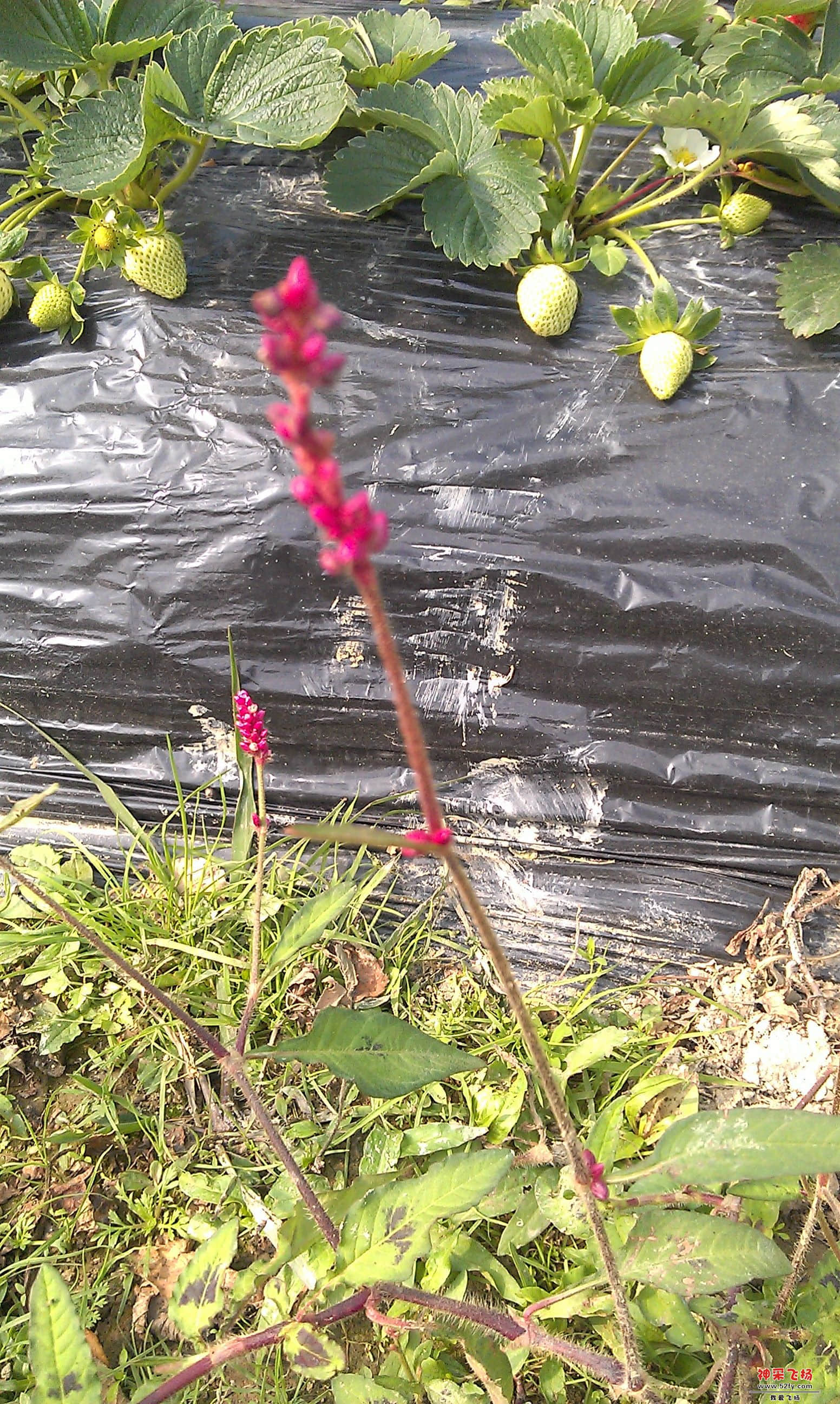 IMAG0046.jpg