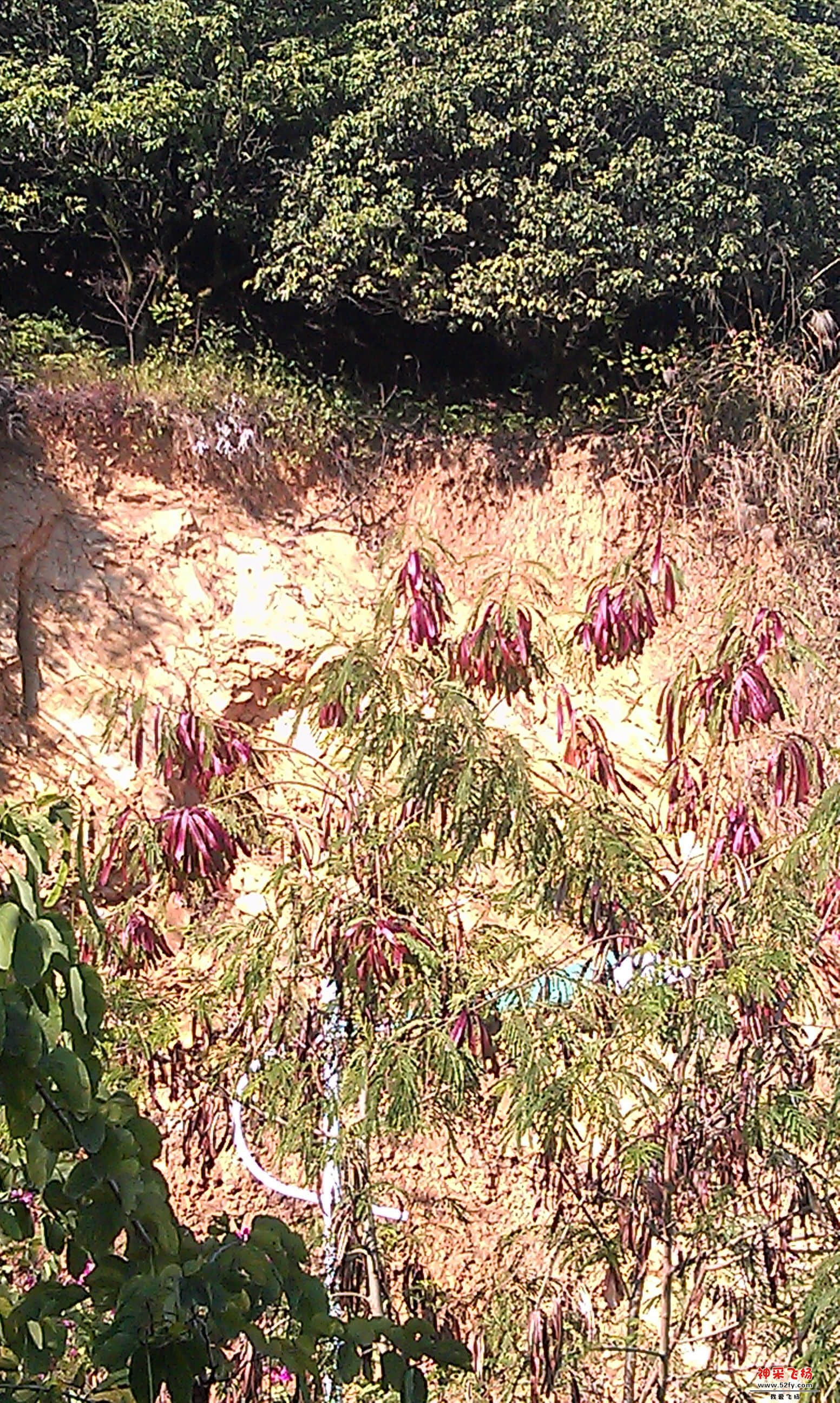 IMAG0036.jpg