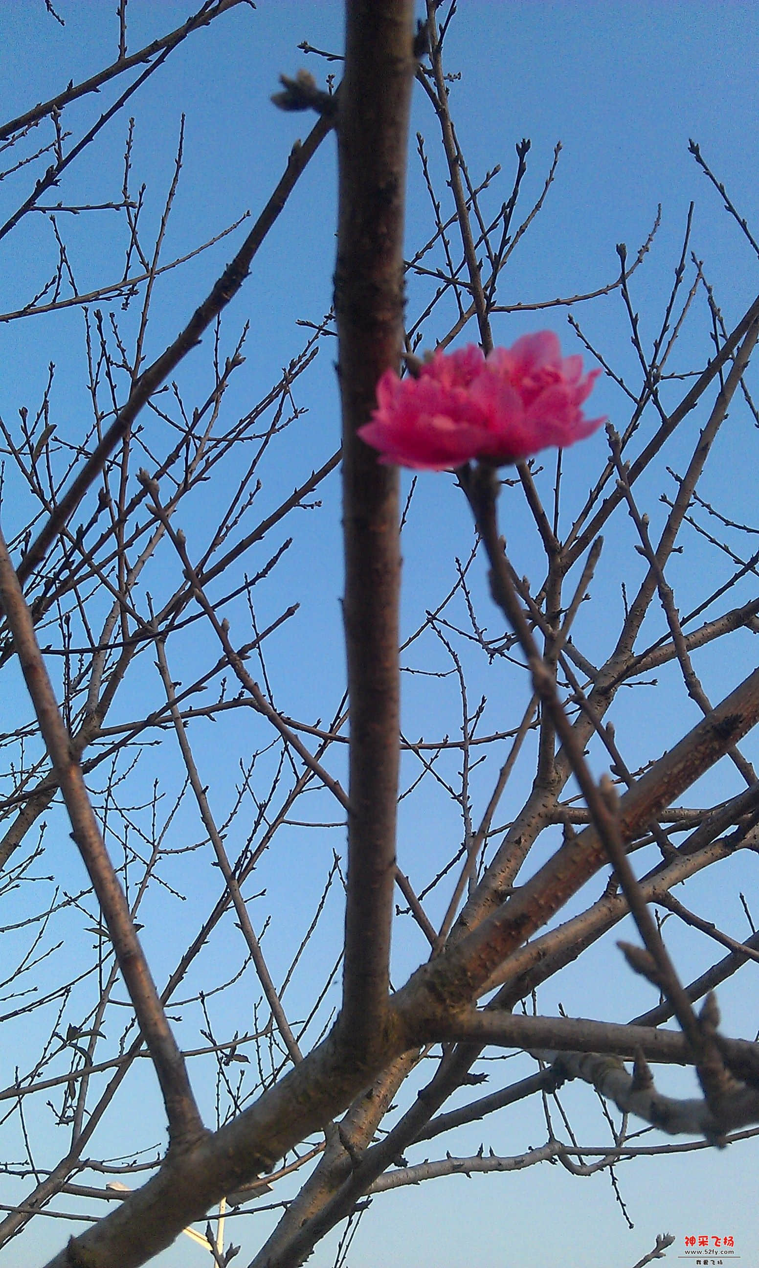 桃花5.jpg