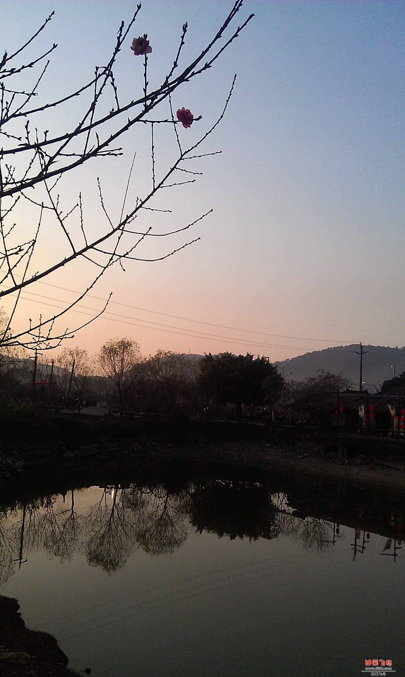 桃花6.jpg