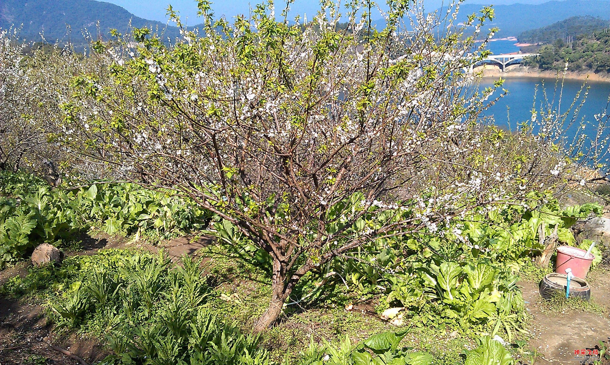 IMAG0062.jpg
