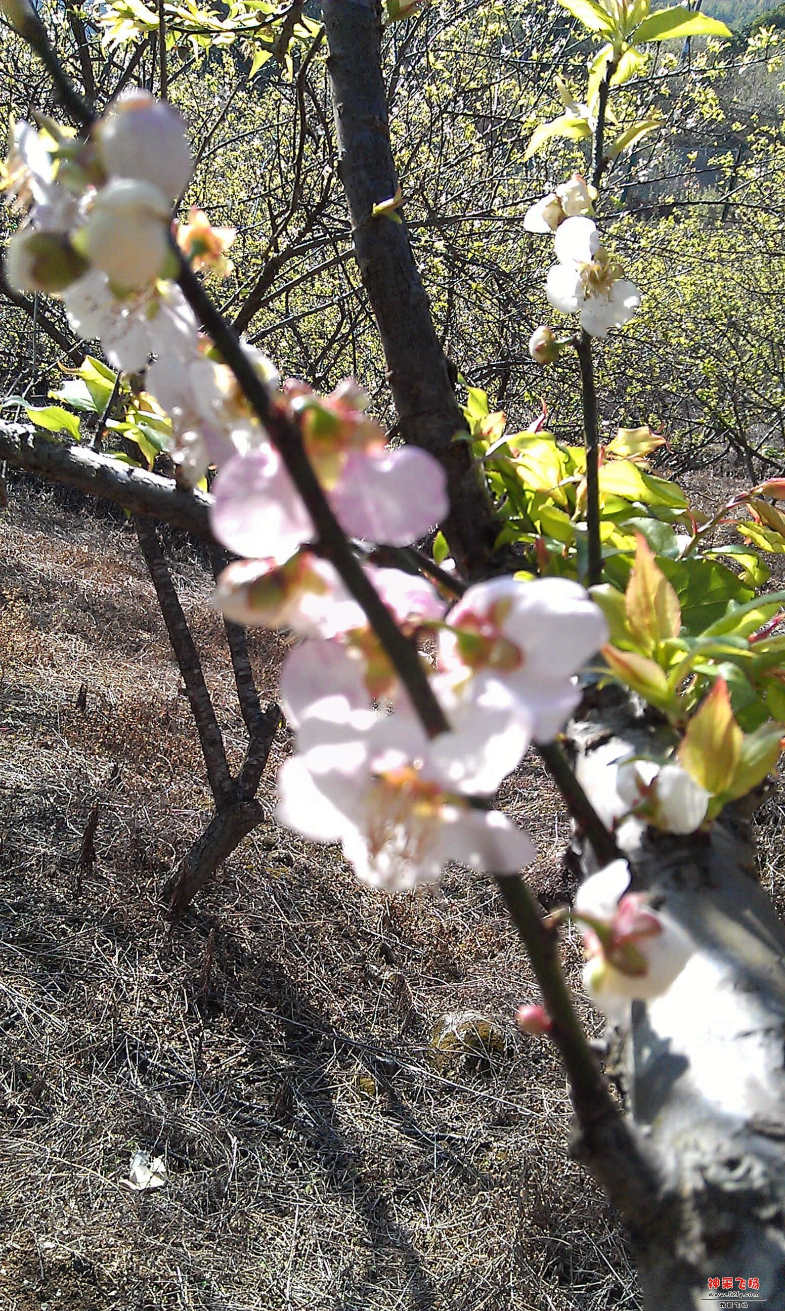 IMAG0069.jpg