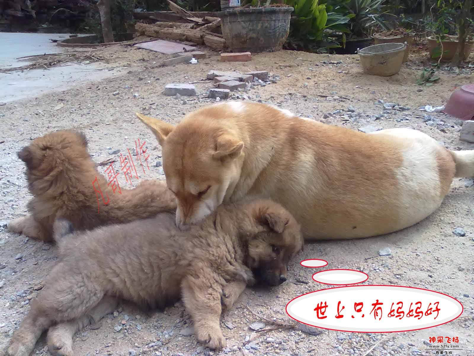 世上只有妈妈好.jpg