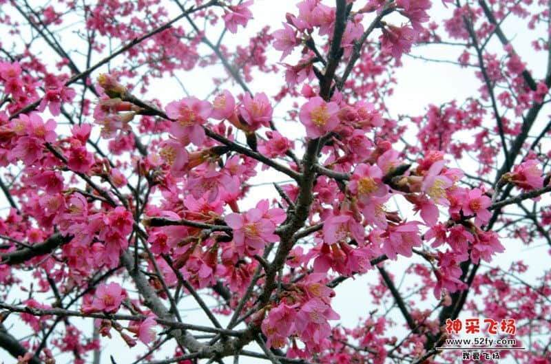 DSC_4321.jpg